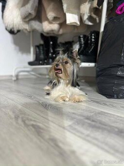 Yorkshirsky York biewer mini - 5