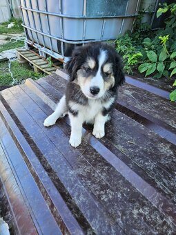 Border colia šteňatá - 5