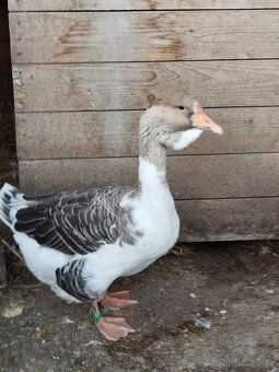 Hus cholmogorská - 5