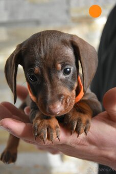 Jazvečík krátkosrsty trpaslíčí - 5