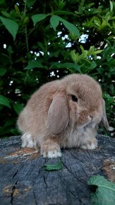 MiniLop zakrslé barančeky / králičky - 5