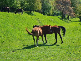Ustajnenie koní Banská Bystrica - 5
