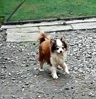 Čivava  ‐  dospelý  psík - 5