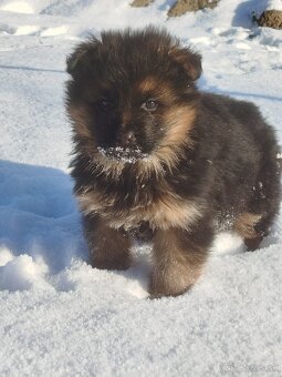 Nemecký ovčiak - 5