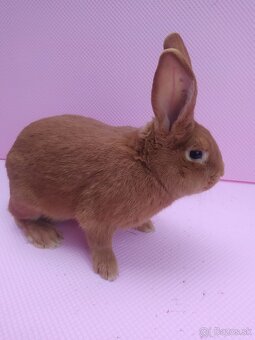 Burgundský králik - 5