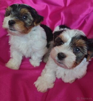 Yorkshire biewer - 5