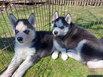 Sibírsky husky, hasky šteniatka - 5
