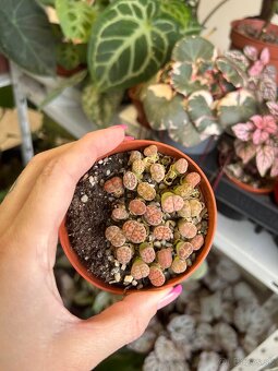 Lithops/ Živé kamene - 5