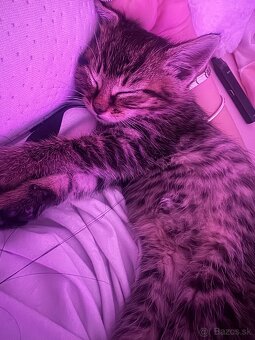 Darujem kocúrika - 5