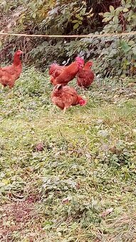 Kalimero red N V - 5