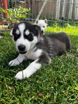 Husky - 5