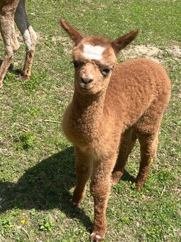 Lama Alpaka - 5