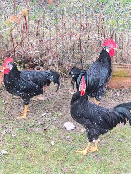 Predam mladych kohutikov - 5