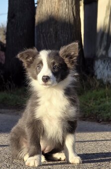 Border kólia,border collie,borderka bez PP - 5