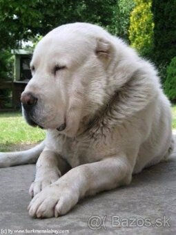 Stredoazijsky ovčiak SAO - krytie - 5