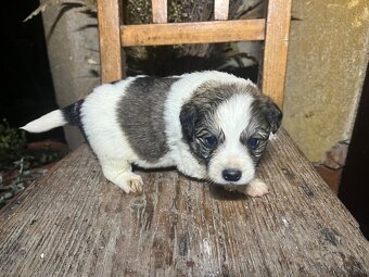 Darujem šteniatka - 5