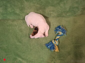 Jack russell terier. - 5