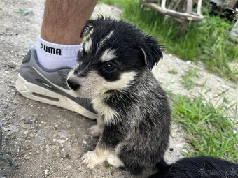 Sibírsky husky - 5