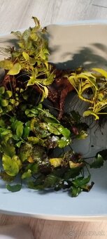 Anubias na koreňoch a dekorácie do akvária - 5