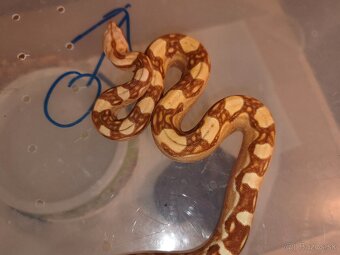 Velhad kralovsky sunglow - 5