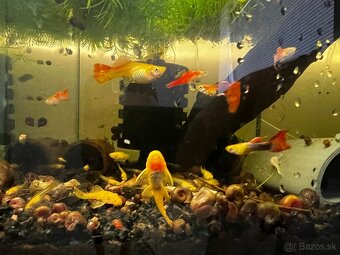 Gupky | Endlerky | Živorodky (NR) - 5