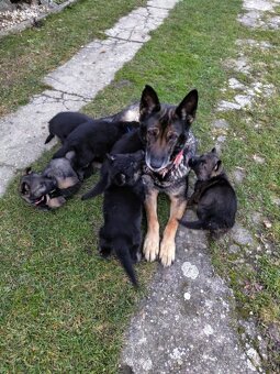 Šteniatka Nemeckého ovčiaka - 5