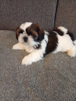 SHIH-TZU - 5