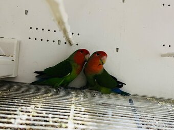 Agapornis Roseicollis - 5