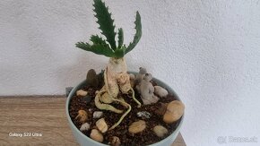 Euphorbia stellata sukulent - 5
