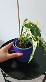 Monstera adansonii veriegata - izbova rastlina - 5