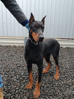 Doberman - 5