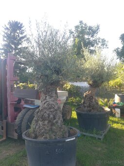 Olivovník bonsai - 5