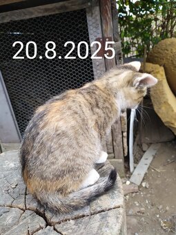 Darujem mačičky - 5