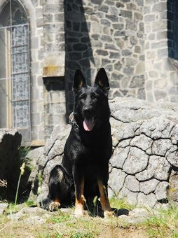 Německý ovčák - štěňata s PP - 5