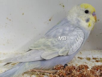 Dúhové andulky - 5