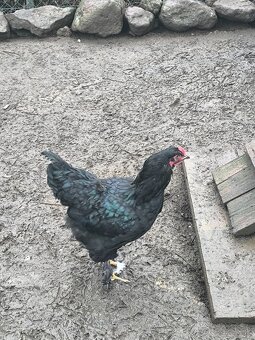 Predám brahman kohúty - 5