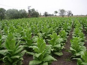 Tabakové semená, priesady , planty, - 5