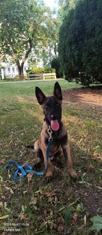 Belgický ovčiak malinois - 5