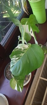Panašovaná monstera  deliciosa albo 7 listov - 5