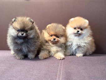 Pomeranian - 5