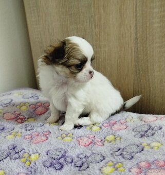 Čivava mini psík dlhosrstý - 5