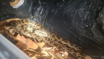 Pyton tmavý—(Python bivittatus) - 5