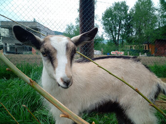Predám kozu, capka, kozliatka, kozičku, kozľa - 5