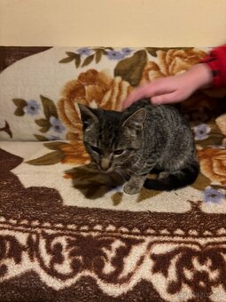 Darujem kocúrika - 5