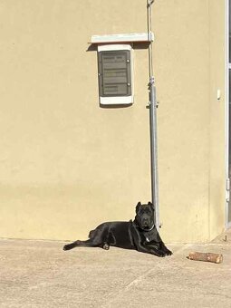 predám sučku Cane corso - 5