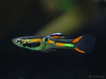 Predám Endlerky - rôzne farby - 5