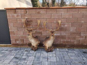 Trofeje, trofej, parozie, parohy - 5