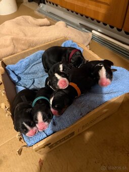 Bernsky salašnicky pes šteniatka - 5