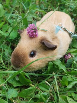 Predá 2 morské prasiatka plus klietka, seno, pliny ,krmivo - 5