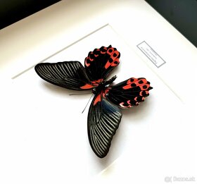 Motýľ Papilio rumanzovia v ráme - 5